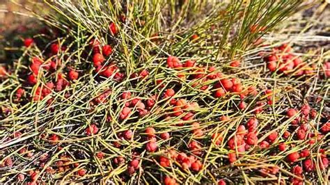 Ephedra And Ephedrine pills – Legal Status, Benefits and Side Effects