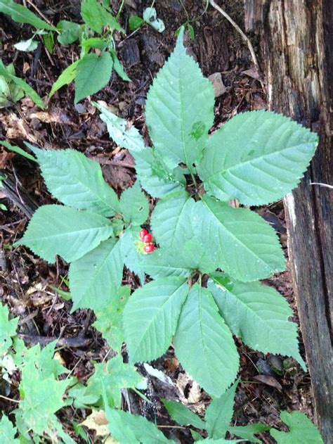 Ginseng plant | Ginseng plant, Medicinal plants, Planting herbs