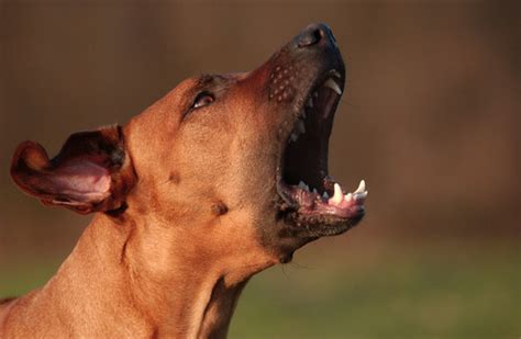 How to Stop Your Dog from Barking at Night - A2Z Pets Info