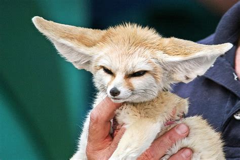 Fennec Foxes: Facts, Photos, Videos, and Exotic Pets | PetHelpful