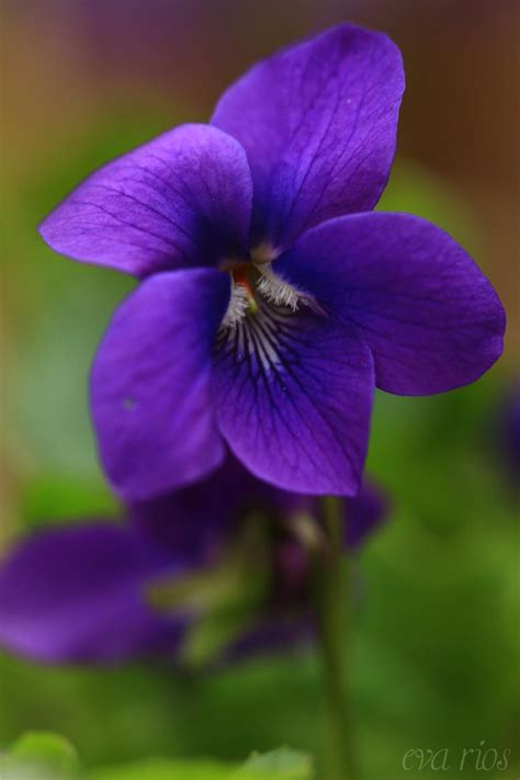 Photograph "One of Many" by Eva Rios Ortega on 500px | gorgeous photo of a violet | Violet ...