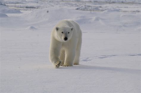 Polar Bear conservation - AECO