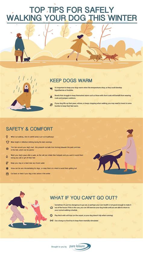 Top Tips For Safely Walking Your Dog This Winter - Trawsfynydd Blog