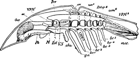 Limulus | ClipArt ETC