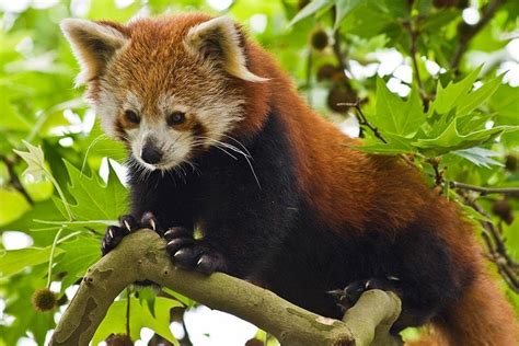 La fauna - Myanmar