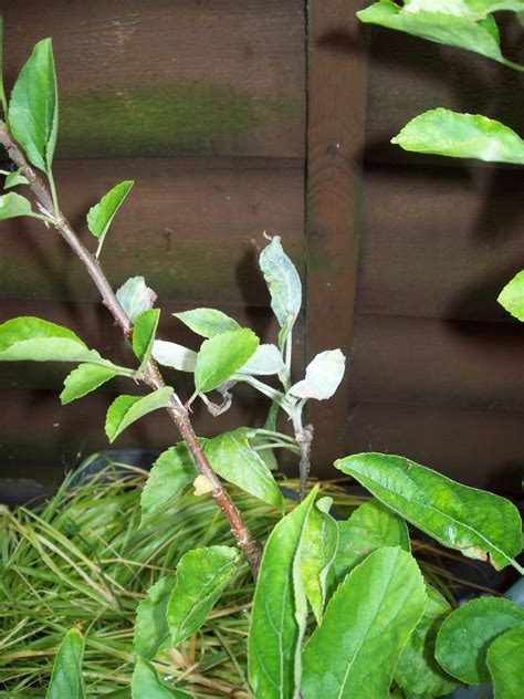 Apple tree leaves — BBC Gardeners' World Magazine