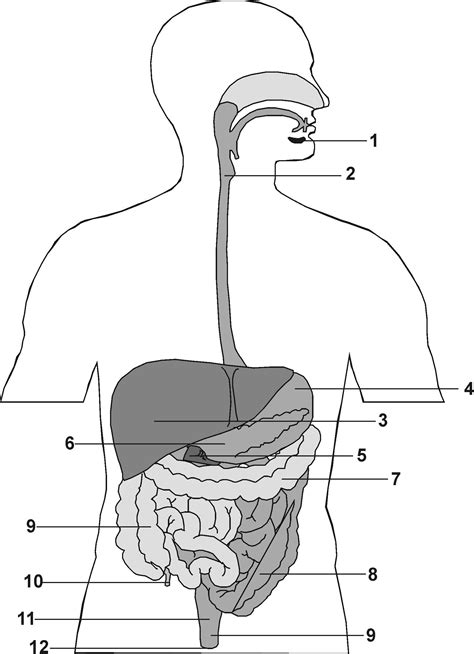 Human Digestive System Diagram Without Labels Digestive Syst