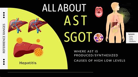 AST | SGOT | AST Blood Test, Function's, Normal Range, High AST Causes, Low AST Causes, #ast ...