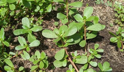 How to Control Purslane - The Iowa Gardener