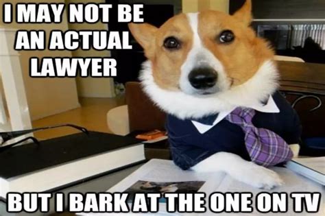 ‘Lawyer Dog’ Meme Has a Nose for Justice