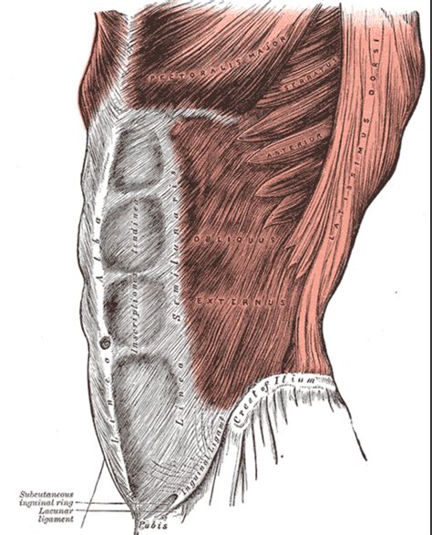 Trunk Spine and Core - Anatomy, Assessment and Management for long term ...