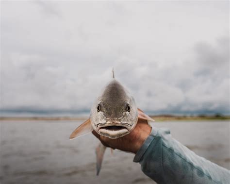 Guide Into Saltwater Fly Fishing - The Fly Crate