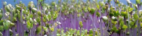 Microgreens - Epic Gardening