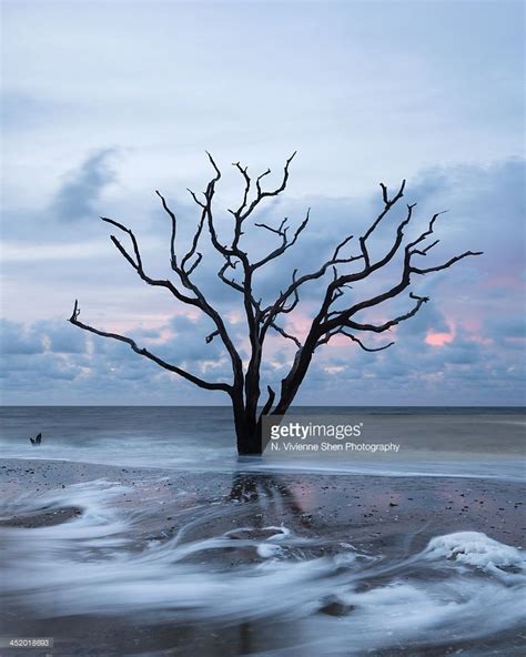 Sunrise at Boneyard Beach, Botany Bay, South Carolina. (With images ...