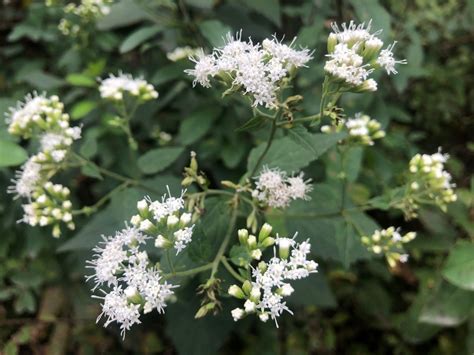 What's in Bloom | White Snakeroot - Virginia Working Landscapes