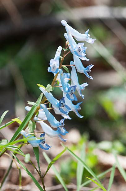 Best Corydalis Stock Photos, Pictures & Royalty-Free Images - iStock