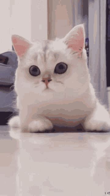 Cat Smiling GIF - Cat Smiling Happy - Discover & Share GIFs