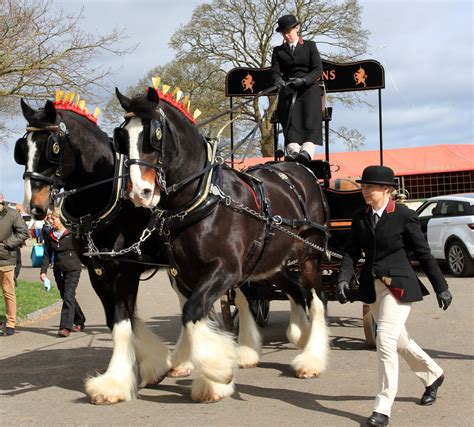 Magnificent Shire and dray trot into Stafford to promote world’s largest gathering of Shire ...