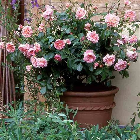 Planting And Care For Rose Bushes | hubpages