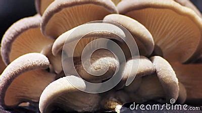 Oyster Mushroom Time Lapse. Edible Mushrooms Macro Footage. Stock Video ...