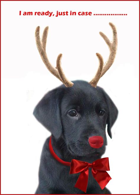 Black Lab Merry Happy Christmas Day Card Puppy Holiday Dogs Santa Claus ...