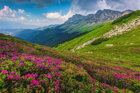 Plants are spreading up mountains faster than thought in North America ...