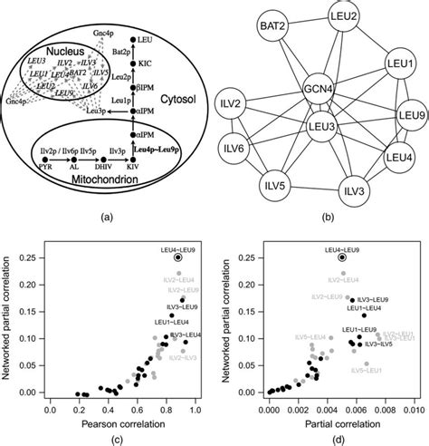 Analysis of the leucine biosynthesis pathway: (a) schematic ...