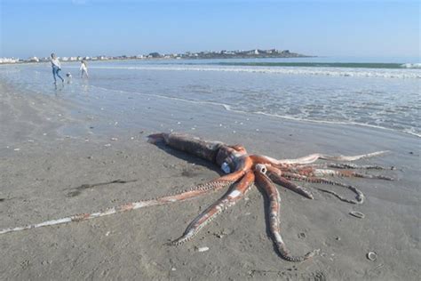 Giant Squid Weighing Over 700 Pounds Washes up on Beach