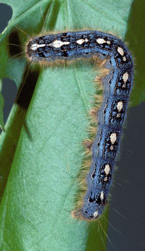 Forest tent caterpillars can cause significant defoliation on landscape ...