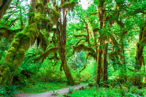 Hoh Rainforest Washington | Magical forest, Rainforest, Forest