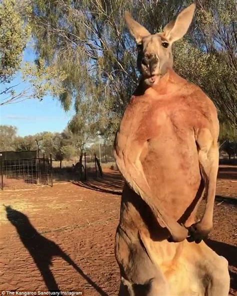 Kangaroo Monty is the buff ‘alpha male’ who flexes his ripped muscles at Alice Springs sanctuary ...