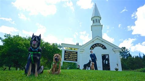 Vermont's Top Pet Friendly Attraction: Dog Mountain