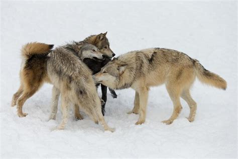 Premium Photo | Wolf pack a pack of wolves wolf pack in forest