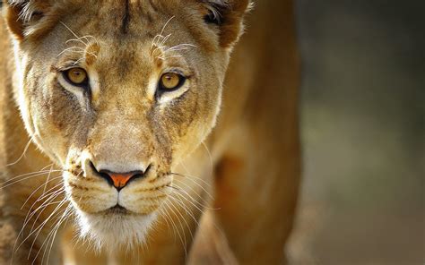 nature, Animals, Lion, Wildlife, Yellow Eyes