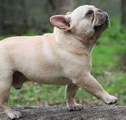 French Bulldog Puppies.