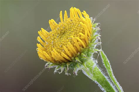 Eastern groundsel flower - Stock Image - F024/7021 - Science Photo Library