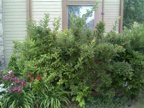 Pruning Weigela?