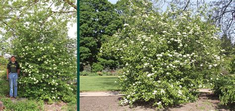 Blackhaw Viburnum | Johnson's Nursery | KB