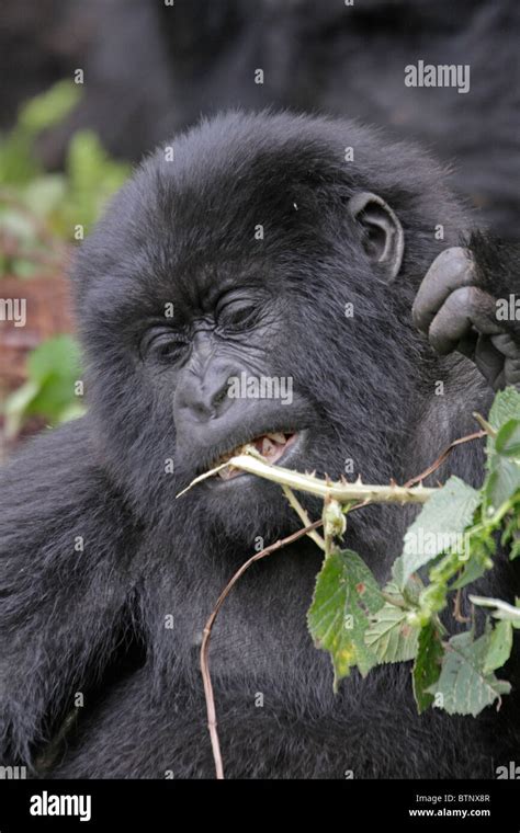 Gorilla eating hi-res stock photography and images - Alamy