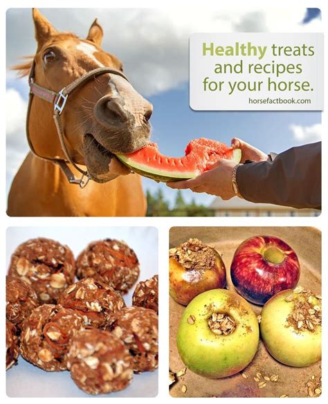 Healthy Treats For Horses: 7 Homemade Recipes | Horse Factbook ...