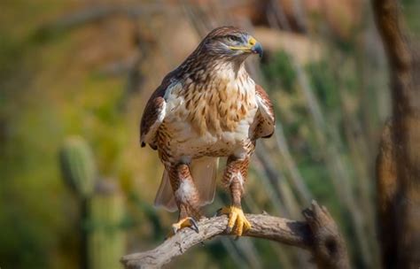 Ferruginous Hawk - Facts, Size, Diet, Pictures - All Animal Facts