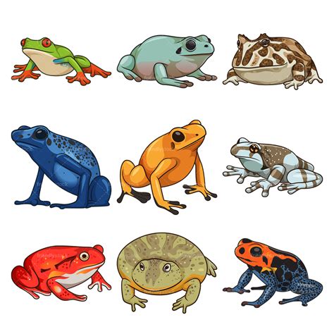 Frog Species Clipart Vector Collection - FriendlyStock