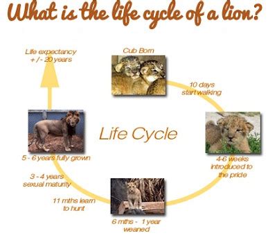 LION CHANNEL: What is the life cycle of a lion?