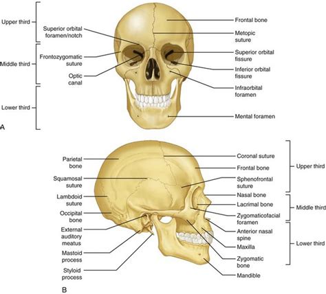 10: Applied Surgical Anatomy of the Head and Neck | Pocket Dentistry