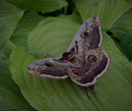 Gypsy Moth Prevention | Truly Green