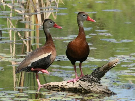 Black-bellied Whistling Duck Facts, Habitat, Lifespan, Pictures