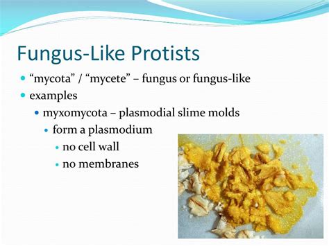 PPT - Plant-Like & Fungus-Like Protists PowerPoint Presentation - ID ...