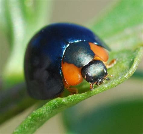 Metallic Blue Ladybug (Curinus coeruleus) - photo by Matt Edmonds, via bug guide; in Florida ...