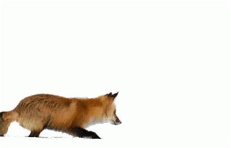 Fox Playing In Snow Jumping GIF - FoxPlayingInSnow Jumping Fox ...