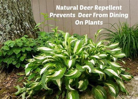 Homemade Deer Repellent Recipe Plants - Homemade Ftempo